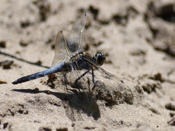 Gewone oeverlibel (Orthetrum cancellatum)